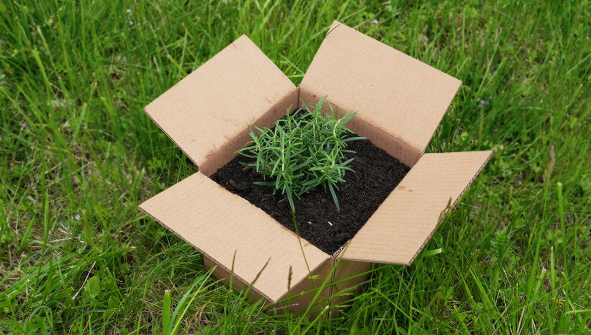 Which Cardboard Boxes Can I Throw Into the Compost?